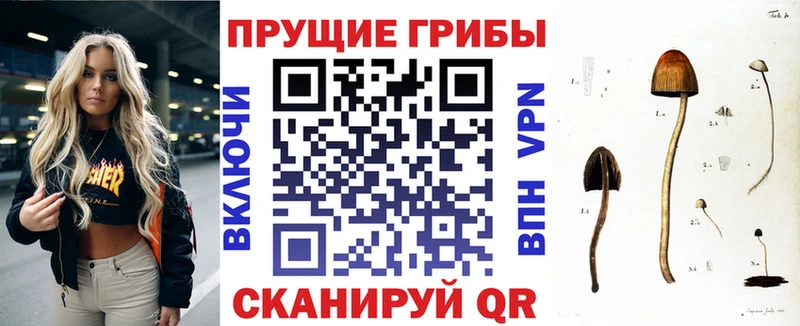 наркота  Губаха  Галлюциногенные грибы Cubensis 